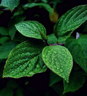 plant_mint_peppermint